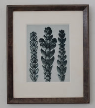 Load image into Gallery viewer, Photogravure Triptych - Karl Blossfeldt