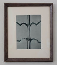 Load image into Gallery viewer, Photogravure Triptych - Karl Blossfeldt