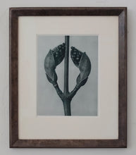 Load image into Gallery viewer, Photogravure Triptych - Karl Blossfeldt