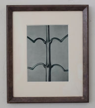 Load image into Gallery viewer, Photogravure Triptych - Karl Blossfeldt
