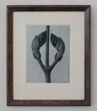 Load image into Gallery viewer, Photogravure Triptych - Karl Blossfeldt
