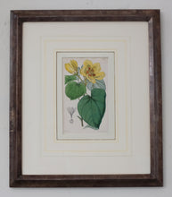 Load image into Gallery viewer, Hand-colored Botanical Lithographs
