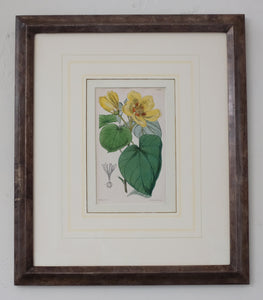 Hand-colored Botanical Lithographs