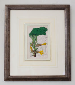 Hand-colored Botanical Lithographs